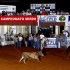 cpld 2012_aracatuba