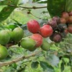 A produção de café no Brasil da safra 2012 deve chegar a 50,48 milhões de sacas beneficiadas. O resultado é ...