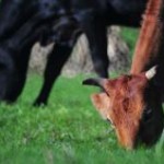 Menor disponibilidade de animais terminados pressiona preços do boi gordo O boi gordo está custando 6% a mais do que ...