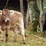 Em grande parte das propriedades brasileiras que produzem leite, os pecuaristas usam gado holandês ou girolando, predominantes em nosso país. ...