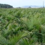 Cresce o cultivo de palmito pupunha na região do Vale do Ribeira, em São Paulo. De acordo com a Coordenadoria ...