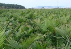 Cresce o cultivo de palmito pupunha na região do Vale do Ribeira, em São Paulo. De acordo com a Coordenadoria ...