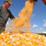 Segundo pesquisadores do Cepea, as cotações de preço do Milho vêm cainda em setembro na maioria das regiões acompanhadas, pressionadas ...