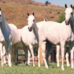 O cavalo da raça mangalarga, que em São Paulo se chama mangalarga paulista e em Minas Gerais é mangalarga marchador, ...