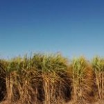 O governo federal pretende aumentar o cultivo de sorgo sacarino em rotação com a cana-de-açúcar para 100 mil hectares a ...