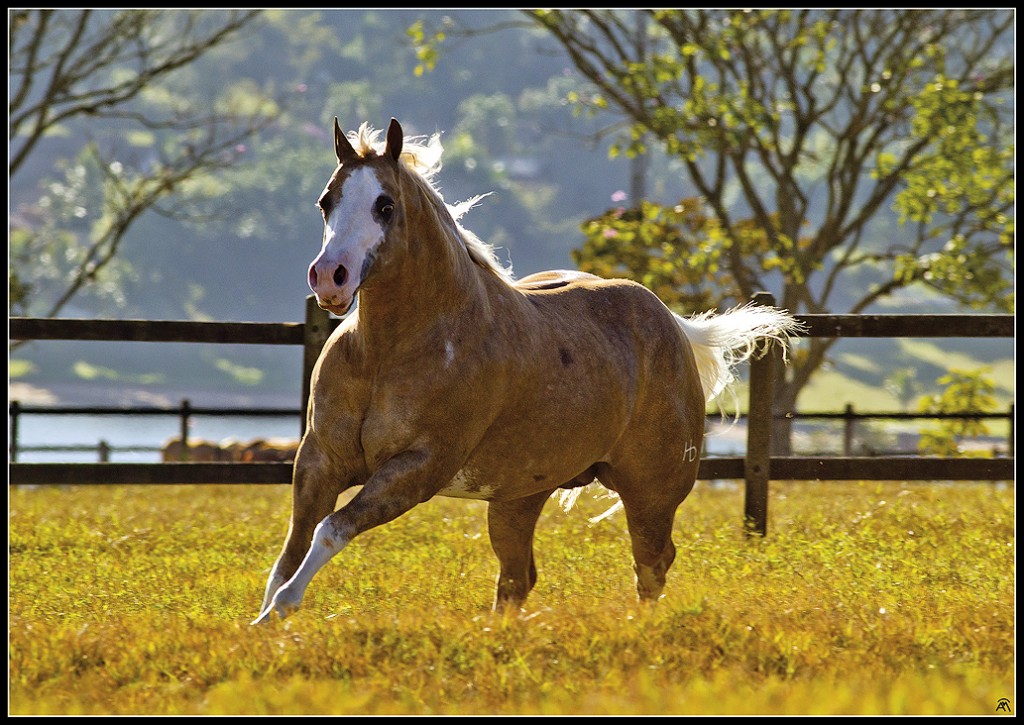 cavalo-de-redeas-e-laco