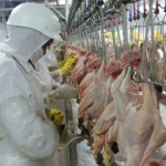 As cotações da carne de frango negociada no atacado enfraqueceram nos últimos dias na maioria das regiões acompanhadas pelo Cepea, ...