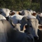 Para promover um intercâmbio de informações sobre pecuária de corte entre Brasil e Austrália, a Associação Brasileira dos Criadores de ...