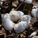 As cotações do algodão em pluma seguiram em queda nos últimos dias no mercado interno, de acordo com pesquisas do ...