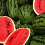 Os produtores de melancia do Rio Grande do Sul estão prontos para a colheita da fruta, que ocorre no próximo ...