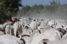 As empresas que desejarem solicitar o registro dos genéricos veterinários junto ao Ministério da Agricultura, Pecuária e Abastecimento (Mapa) já ...