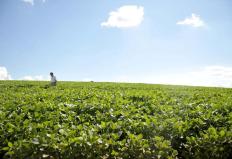 Segundo o Instituto Mato-grossense de Economia Agropecuária (IMEA), o plantio da soja atingiu 50,3% da área prevista no Mato Grosso. ...