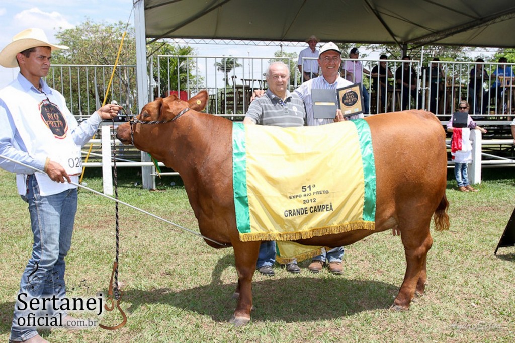 Raça Angus expo rio preto