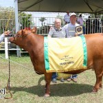 A Expo Rio Preto premiou, na tarde do último sábado (13), os animais destaque da Raça Angus, assim como seus ...
