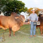Mesmo sendo uma raça recente no Brasil, o gado Sindi cresceu cerca de 400% na última década, conquistando seu espaço. ...