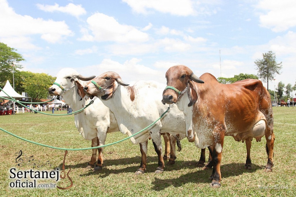 gir expo rio preto