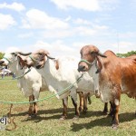 A Expo Rio Preto sediou a 3ª Exposição Oficial de Gir Leiteiro e contou com a presença de animais destaque ...