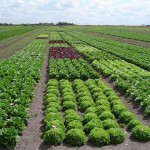 As pesquisas desenvolvidas pela Embrapa Hortaliças na área de agricultura orgânica e agroecologia, ao longo de dez anos, estão compiladas ...