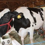 O segundo turno de julgamentos de bovinos começa a partir de hoje, 11, com as raças leiteiras Girolando, Holandes e ...