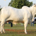 Hemppa, vaca da raça Nelore, levou um dos principais prêmios dos julgamentos de quinta-feira O primeiro dia de julgamentos (04) ...