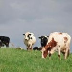 O mercado de inseminação artificial de bovinos está em ascensão no Brasil, com um crescimento anual de 12% e uma ...
