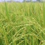 Apesar de recuo no preço do arroz, os valores ainda estão em patamares bastante elevados, segundo dados do Cepea. A ...