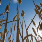 Os preços do trigo seguem em alta no Brasil, influênciadas pela demanda firme, segundo pesquisadores do Cepea. Com as cotações ...