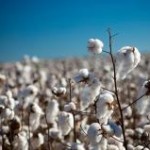 As negociações envolvendo algodão em pluma voltaram a se reduzir, segundo pesquisadores do Cepea. Com a proximidade do final do ...
