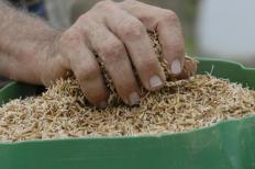 Os preços do arroz continuam em queda no mercado do Rio Grande do Sul, conforme levantamentos do Cepea. Entre 11 ...
