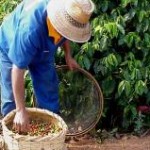 A produção da safra 2012 de café beneficiado no Brasil fechou em 50,83 milhões de sacas, resultado que representa um ...