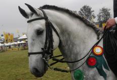 Uma raça imponente, que esbanja beleza, docilidade e versatilidade. Os cavalos da raça puro sangue lusitano têm porte médio, cabeça ...