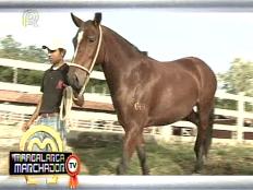 O Mangalarga Marchador TV deste domingo, dia 13, mostrou as melhores reportagens de 2012. Reveja o trabalho realizado no Haras ...