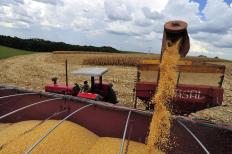 A produção histórica de milho na safra 2011/12 de 72,98 milhões de toneladas de grãos – superando inclusive a de ...
