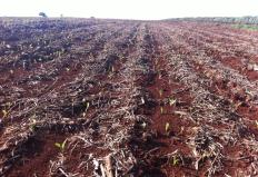 O Estado de Mato Grosso já começou o plantio de milho safrinha, segundo o Instituto Mato-grossense de Economia Agropecuária (Imea). ...