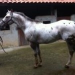 O exótico cavalo appaloosa é conhecido por ser o único no mundo a participar de uma prova de pelagem, que ...