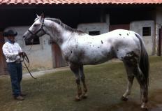 O exótico cavalo appaloosa é conhecido por ser o único no mundo a participar de uma prova de pelagem, que ...