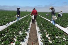 Cerca de dois milhões de toneladas de fertilizantes foram entregues no Brasil em janeiro deste ano, segundo a Associação Nacional ...