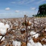 Os preços do algodão acumulam alta de 26,5% neste início de ano, segundo dados do Centro de Estudos Avançado em ...