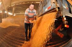 Mesmo longe de competir com a enorme produção de milho dos Estados Unidos, o Brasil está próximo de desbancar a ...