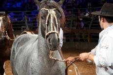 Em expansão nos último anos, o mercado para o cavalo crioulo no Brasil deve crescer ainda mais em 2013, segundo os representantes do setor. O resultado do último leilão da cabanha São Rafael, de Balsa Nova (PR), que faturou R$ ...