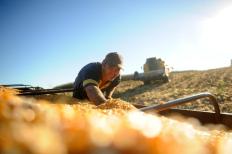 A possibilidade de uma safra recorde mundial de milho ainda não está afetando as cotações brasileiras do grão, segundo análise ...