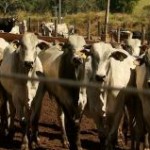 Os custos de produção das pecuárias de corte e de leite caíram em maio frente a abril, como tem ocorrido ...