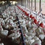 A expectativa da avicultura em Mato Grosso do Sul é de que os abates em 2013 ultrapassem os 143 milhões ...