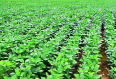 Os financiamentos obtidos pela agricultura empresarial entre julho de 2012 e abril de 2013 somaram R$ 96 bilhões, alta de ...