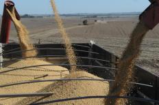 O Levantamento Sistemático da Produção Agrícola (LSPA) de maio, realizado pelo Instituto Brasileiro de Geografia e Estatística (IBGE), projeta uma ...