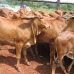 Segundo o Instituto Brasileiro de Geografia e Estatística (IBGE), de 2008 a 2012, o rebanho bovino brasileiro cresceu 6,5%. Número ...