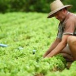 A produção de alimentos orgânicos cresceu mais de 300% no Brasil na última década. O número foi apresentado nesta última ...