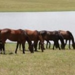 Criadores brasileiros de cavalos devem passar a vender animais para importantes mercados, como a África e a Arábia. A expectativa ...