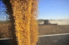 As exportações brasileiras de soja em grãos no primeiro semestre deste ano atingiram o recorde 26,172 milhões de toneladas, volume ...