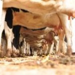A Megaleite, uma das maiores feiras de pecuária leiteira do país, em Uberaba (MG), premiou, na semana passada, vacas com ...